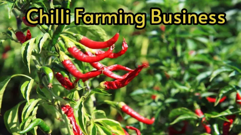 Chilli Farming Business: Start this business today and earn 10-12 lakhs!
