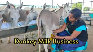 Featured image for: Donkey Milk Business: Start this business today and earn millions of rupees in Business category