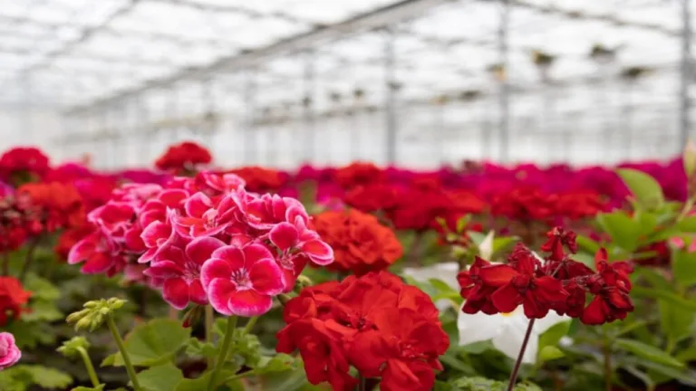 Business ideas: For good money cultivate this flower; oil sells up to ₹ 20,000 liters