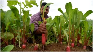 Featured image for: Easy But Underrated Business Idea, A Utter Pradesh-Farmer Making Heavy Money By This way in Business category