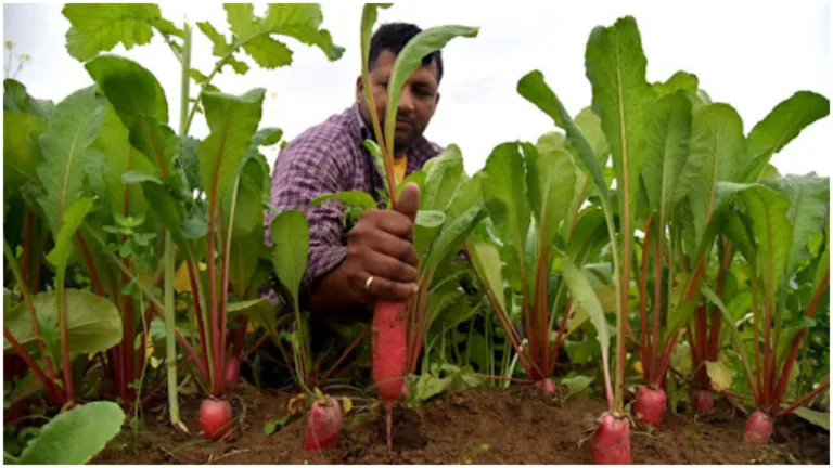 Easy But Underrated Business Idea, A Utter Pradesh-Farmer Making Heavy Money By This way