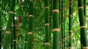 Featured image for: Business Idea: Grow Bamboo on Barren Land for Huge Profits – Complete Process Explained in Business category