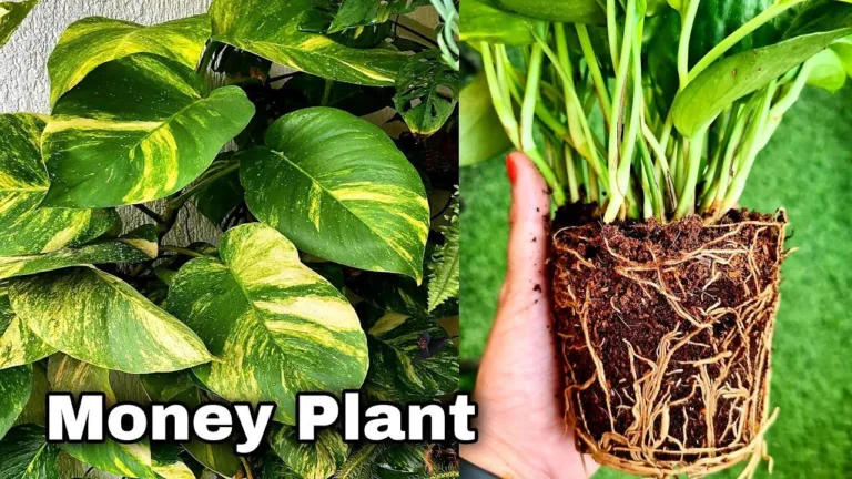 Money Plant Secrets