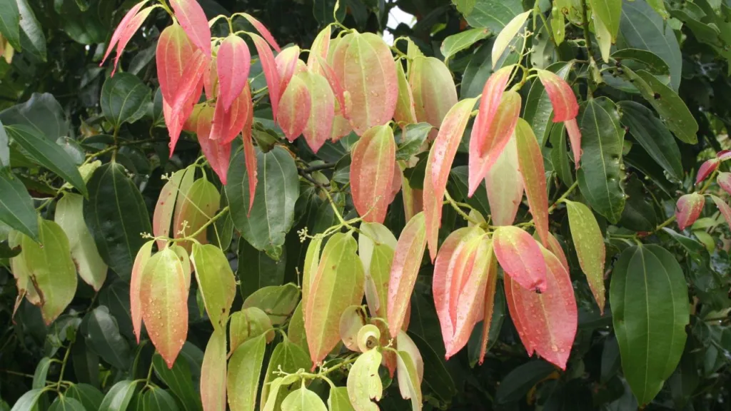 Vastu Tips for Money: Use Bay Leaves to Remove Financial Problems