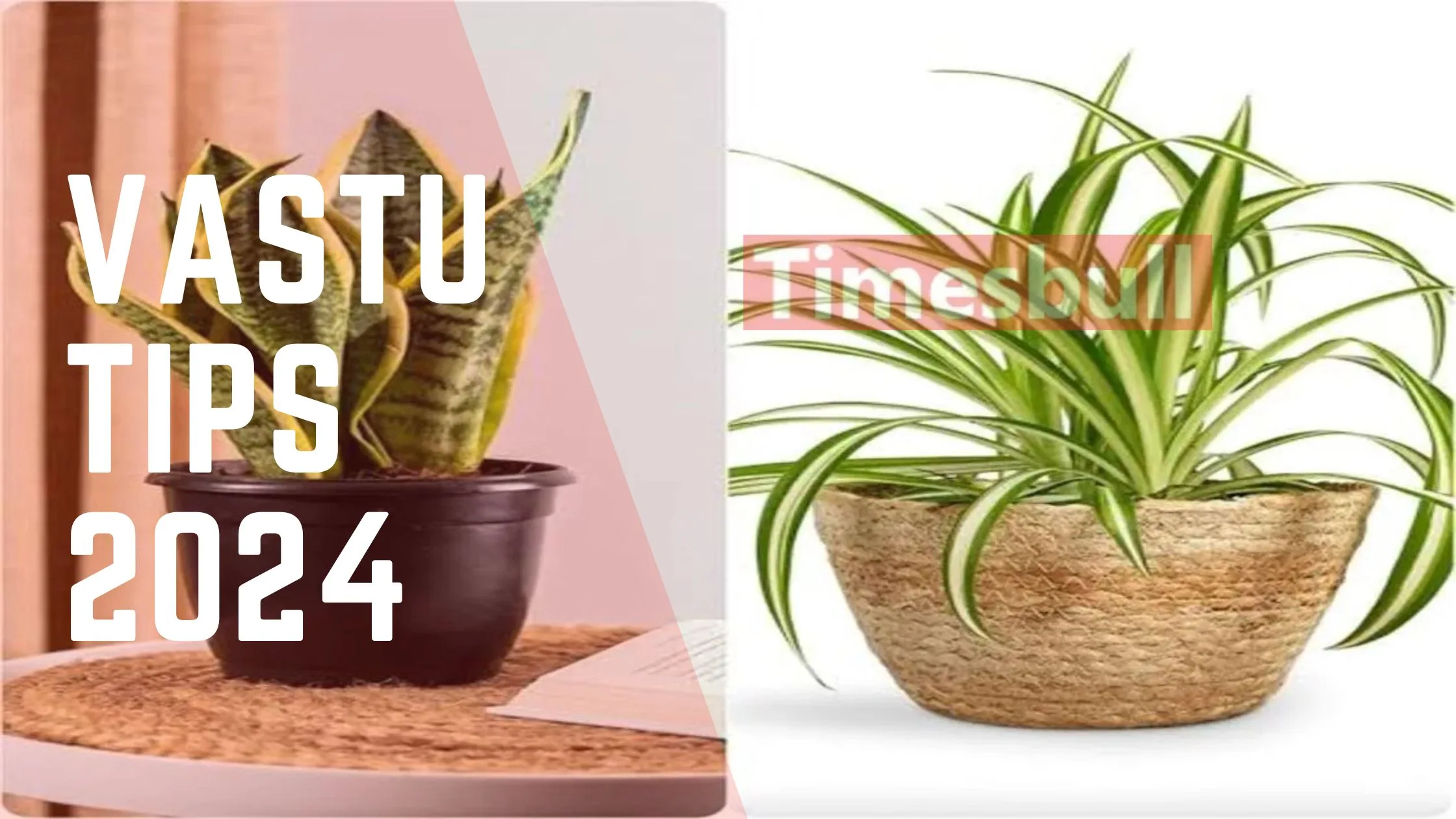 Vastu Tips: The Tree