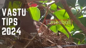 Featured image for: Vastu Tips: Making Bird or Pigeon Nest In The House Has Direct Impact On The Bank Balance, Know The Result in Astro category