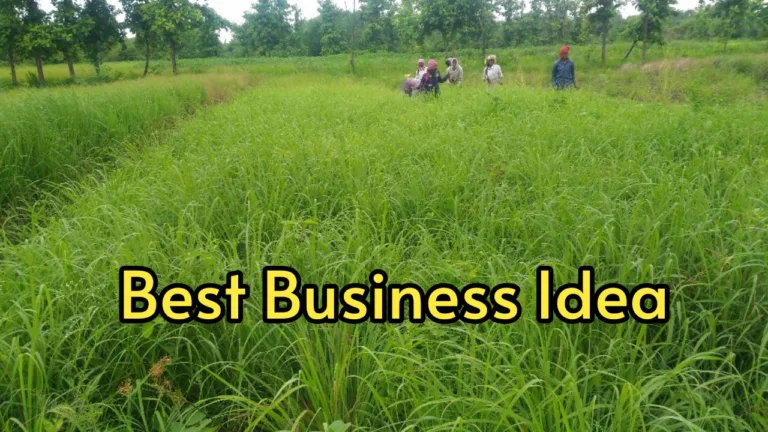 This grass cultivation business idea can bring in lakhs of money! Demand in the market, easy to do