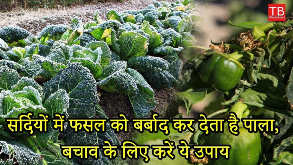 How to protect your waving crops from the increasing cold