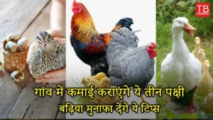 Featured image for: Top 3 highest-earning birds in poultry farming: Know which birds they are in Business category