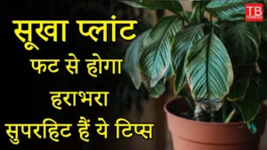 Featured image for: How to grow healthy green plants: Know the complete details in Business category