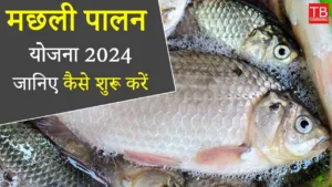 Featured image for: Fish farming scheme 2024: How to start in Business category