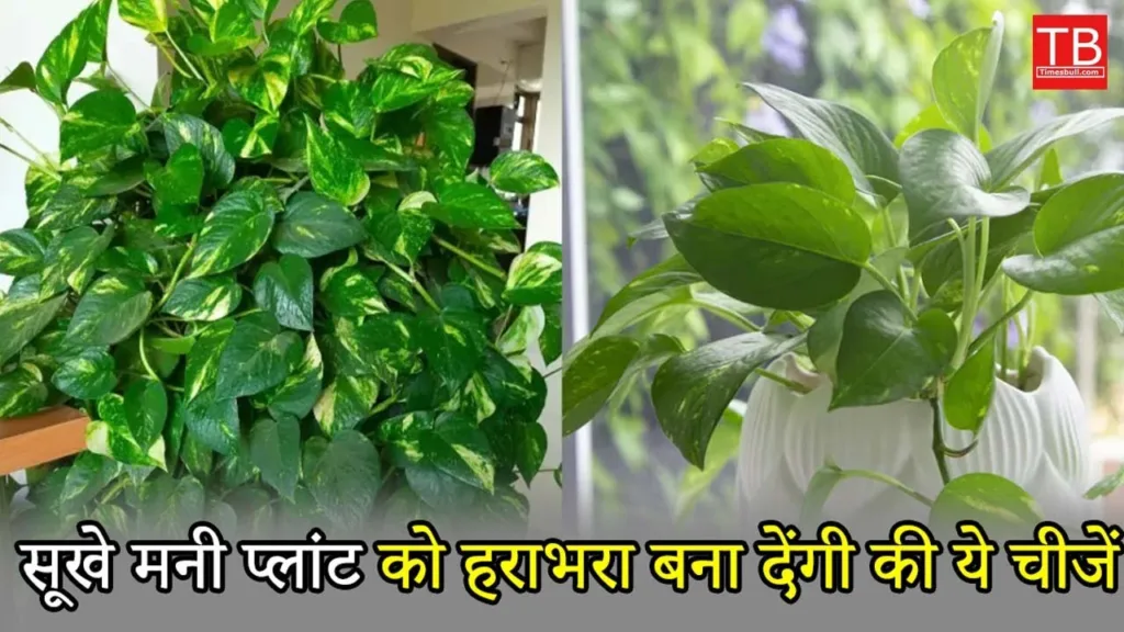 How to make money plant green: Know how it is possible in one minute