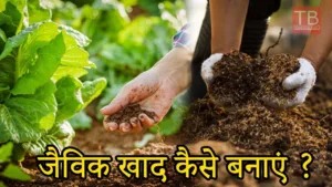 Featured image for: How to make organic fertilizer at home: Watch this video for complete information in Business category