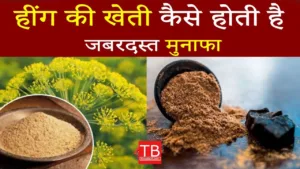 Featured image for: How to cultivate asafoetida: Know step by step process to earn more profit in Business category