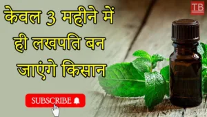 Featured image for: Once you start the business of extracting oil from this plant, you will become a millionaire in a short time in Business category