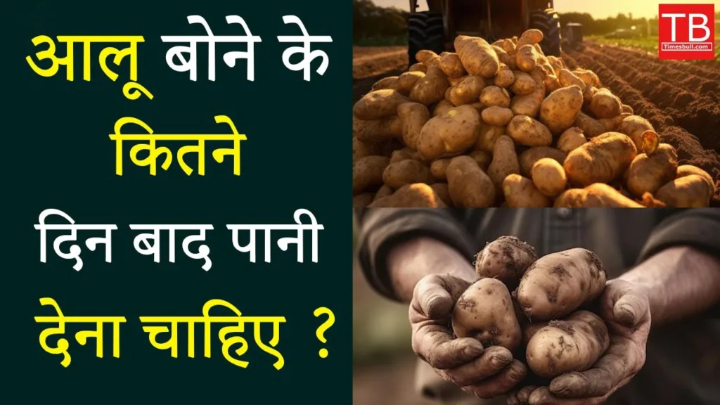 Potato planting guide: After how many days should we water