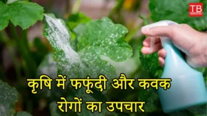 Featured image for: Effective Treatment for mold and fungal: Know what to do to treat these diseases in Business category