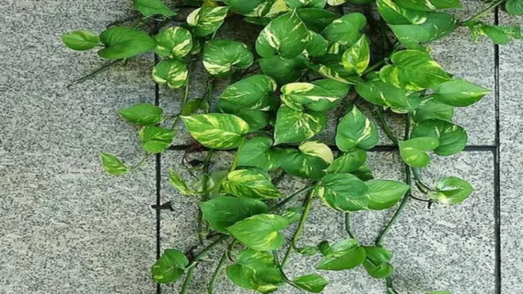 Money Plant Vastu Tips: Keep these special things in mind while planting a money plant, you will never face shortage of money throughout your life!