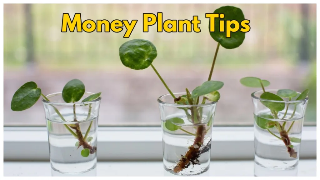Money Plant –  How to take care of your money plant at home, Here Simple Tips