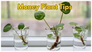 Featured image for: Money Plant -  How to take care of your money plant at home, Here Simple Tips in India category