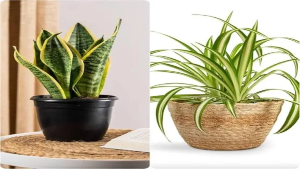 Vastu Tips: If this tree is planted in front of the house, then you must know these important things