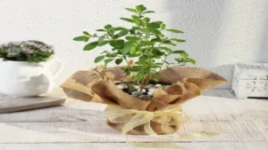 Featured image for: New Year 2025 Vastu Tips: If you plant this auspicious plant in the new year, you will not face shortage of money throughout the year! in Astro category