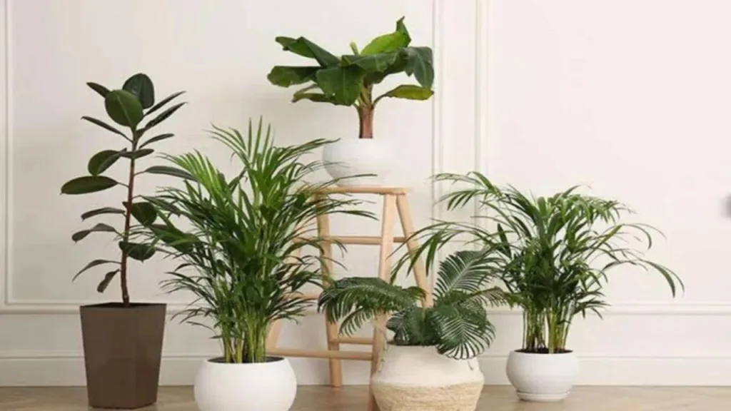 Vastu Tips: Never keep these plants here, from office table to study table