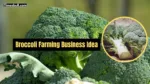 Broccoli Farming Business Idea