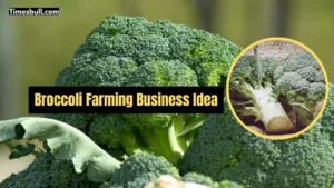 Featured image for: Broccoli Farming: Huge Winter Demand for This Vegetable, Farmers Earning Big – Learn How to Profit in Business category