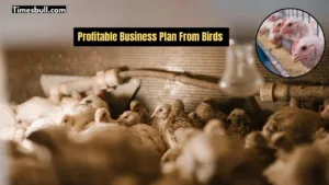 Featured image for: Business Idea: Raise These 3 Birds with Zero Cost and Effort, Earn More Than Hens—Details Inside in Business category
