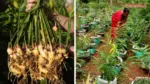Ginger Farming