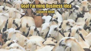Featured image for: Goat Farming Business: The Most Profitable Venture with Maximum Subsidies—Full Details Inside in Business category