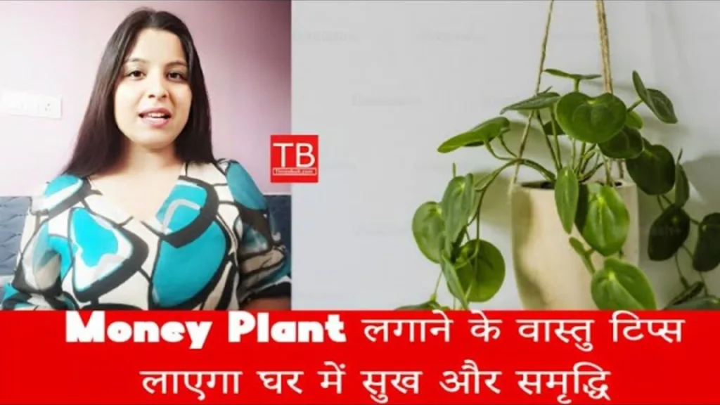 Correct way to plant Money plant: Plant it like this and become rich