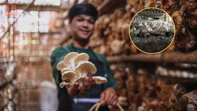 Business Idea: Earn Big from This Unique Venture in the Rainy Season! Know More Inside