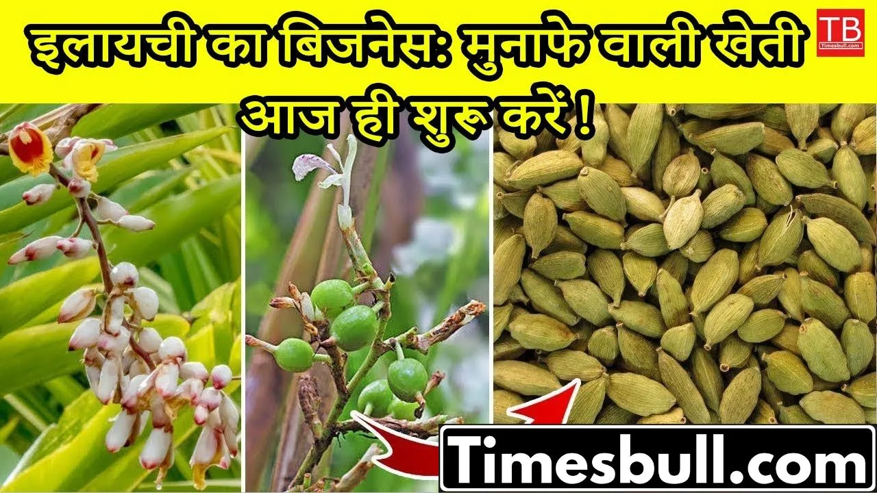 Cardamom cultivation: Know how