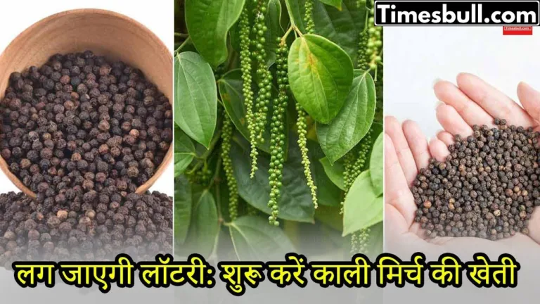 If you also want to earn good profit at low cost, then start black pepper farming today, know how