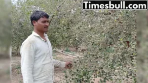 Featured image for: Better than SIP-FD, Cultivation of this crop makes you a millionaire!  in Business category