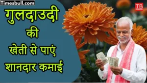 Featured image for: Earn lakhs of rupees by cultivating chrysanthemum, know the method of cultivation in Business category