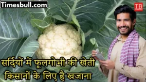 Featured image for: Cultivation of cauliflower in winter is a treasure for farmers in Business category