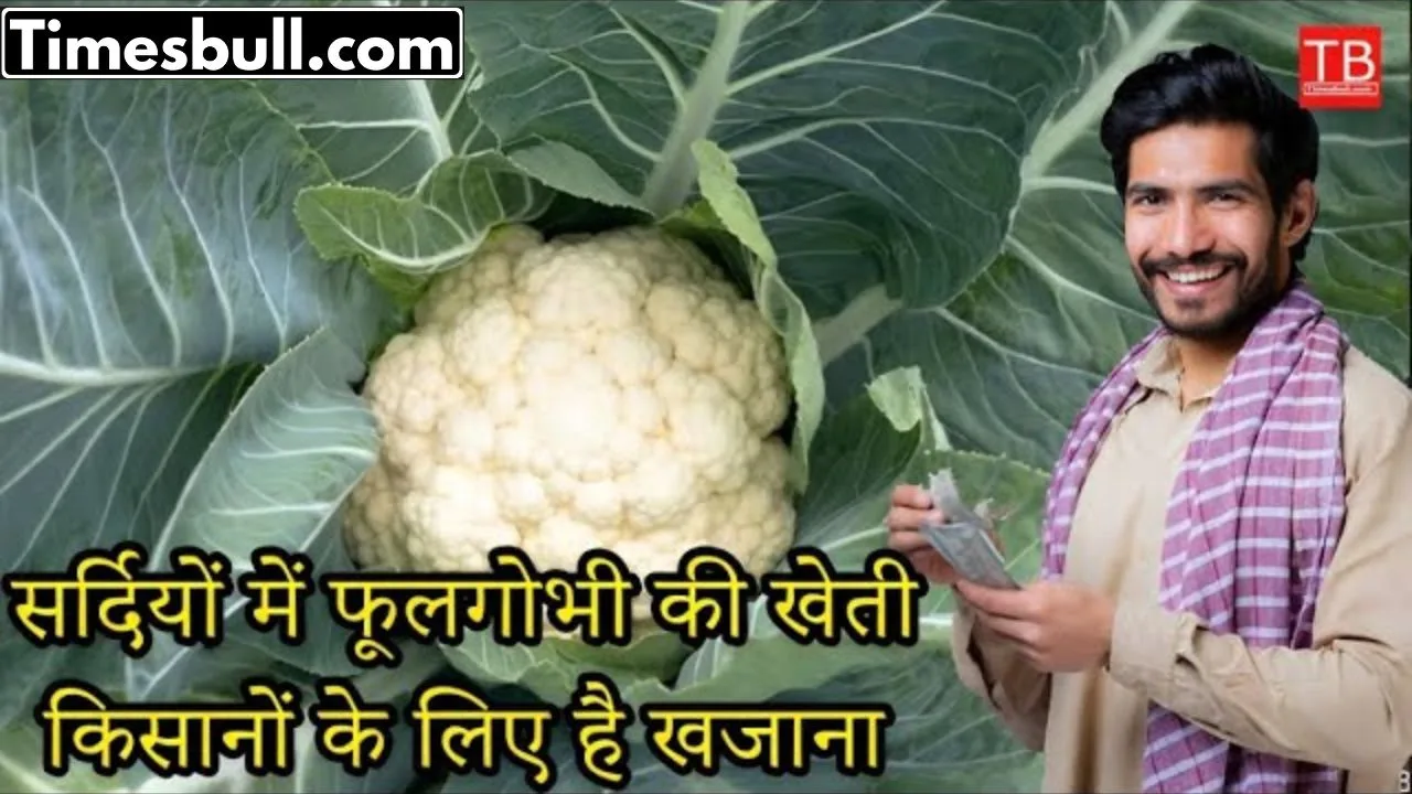 Cultivation of cauliflower in