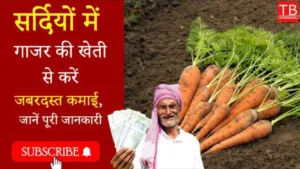 Featured image for: Winter carrot farming: secret tips in english in Business category