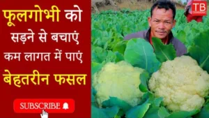 Featured image for: How to protect cauliflower from rotting: And earn more profit in less cost in Business category