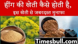 Featured image for: How to cultivate asafoetida and how to become rich by farming in Business category