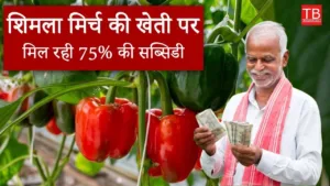 Featured image for: Uttar Pradesh farmers now get 75% subsidy from Shimla mirch cultivation in Business category