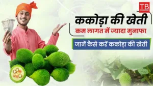 Featured image for: How to yield good income in the rainy season: Know how in Business category