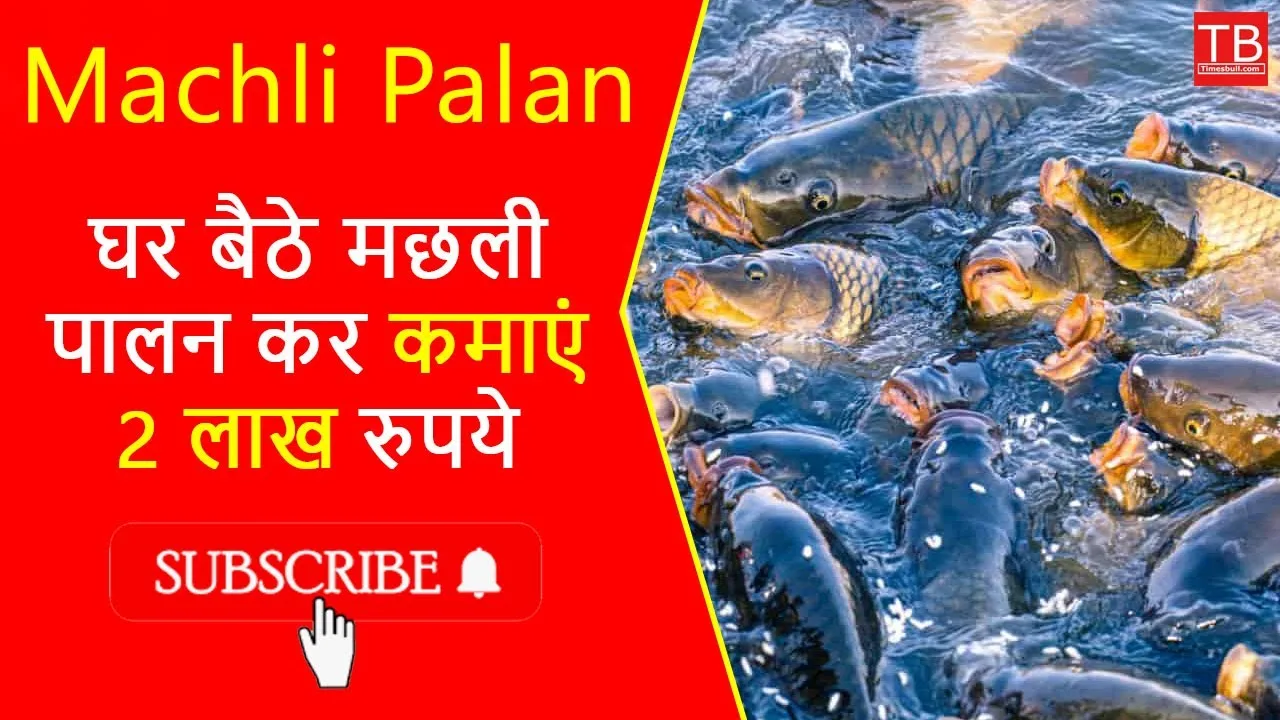 Fish farming: Do this