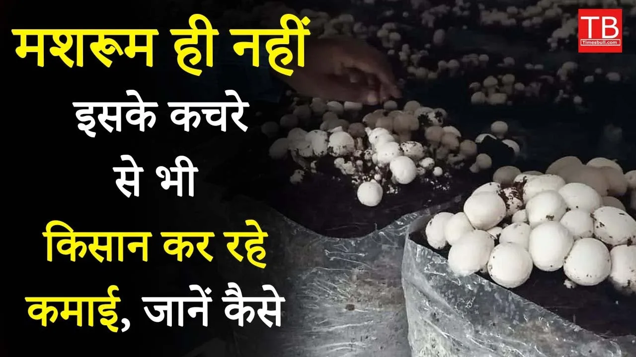 Farmer Earning from mushroom