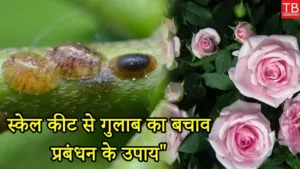Featured image for: Protect Your Roses: Effective Tips to Manage Scale Insects & Strengthen Your Plants in Business category