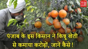 Featured image for: Kinnow farming success story: Know how it achieved success in Business category