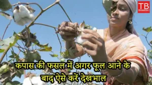 Featured image for: Cotton farming tips: Know how to take care of cotton after flowering in Business category
